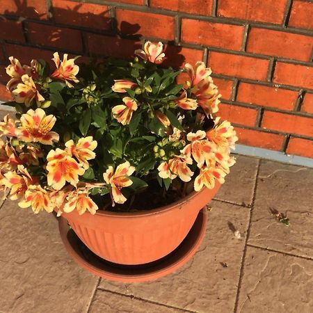 Bed and Breakfast San Rocco Mesola Экстерьер фото