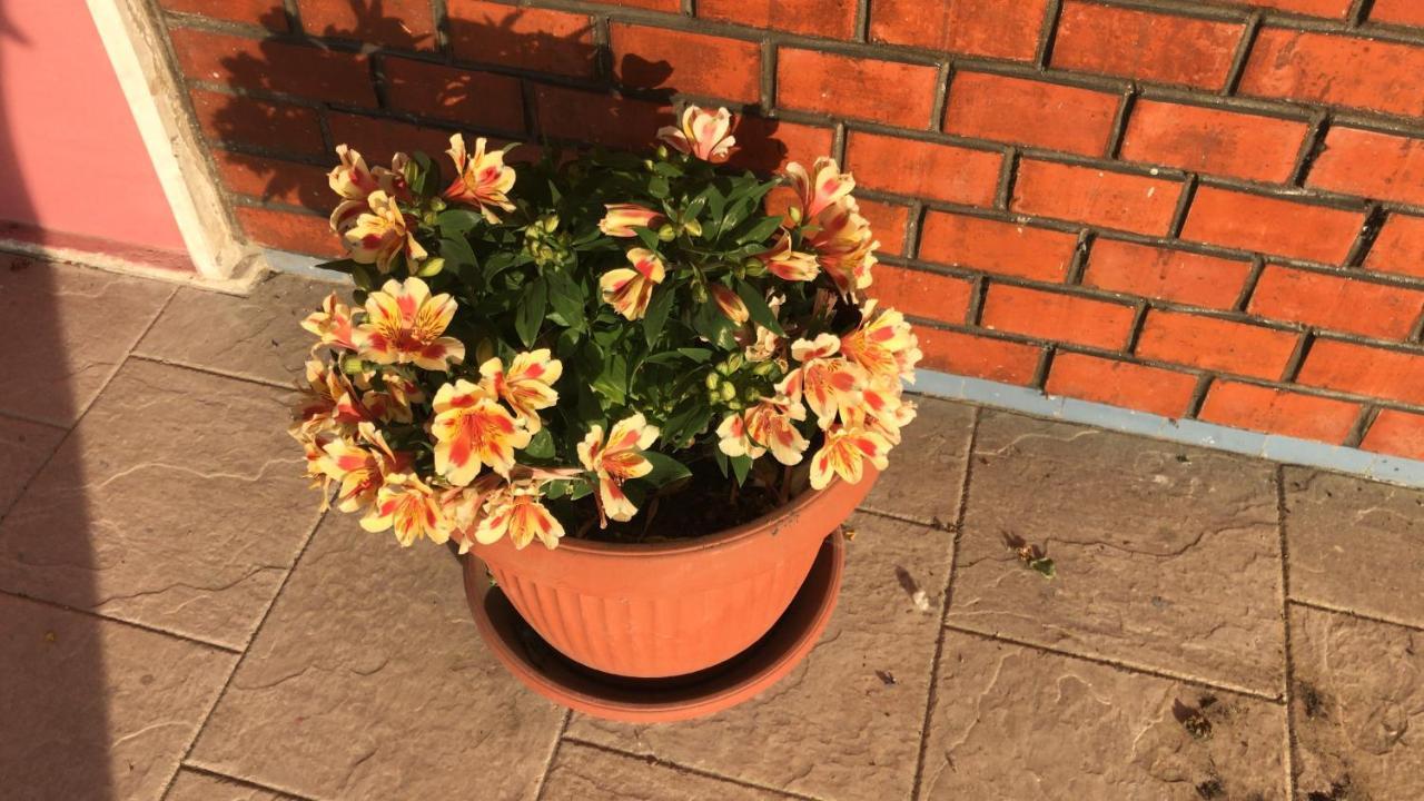 Bed and Breakfast San Rocco Mesola Экстерьер фото